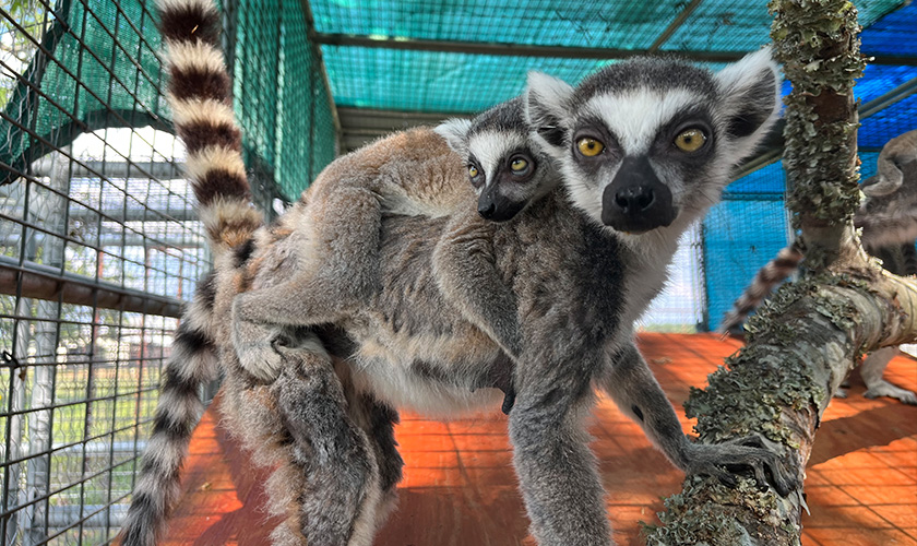 A ring-tailed lemur clings to a branch in a sanctuary enclosure while a baby lemur rides on its back.