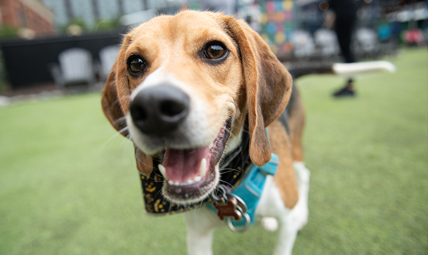 A happy beagle