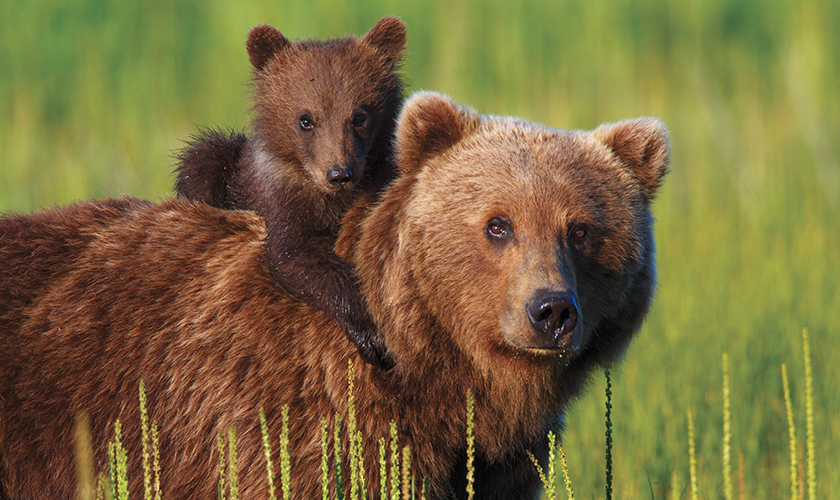 A mama grizzly bear with her cub on her back in a field.