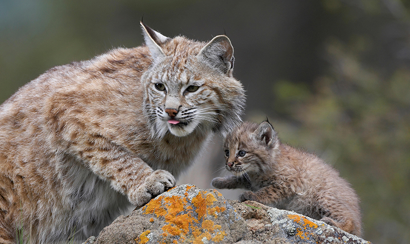  Bobcat with kitten.