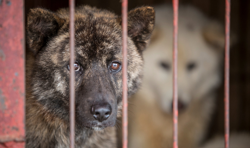 Sad dogs wait to be rescued from dog meat farm in South Korea.