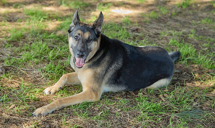 A dog laying in the grass