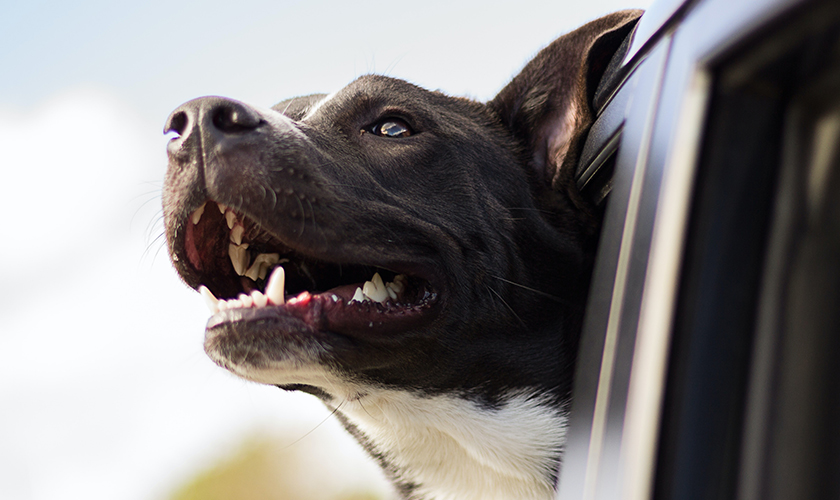 A black-and-white dog leans its head out of a car window, mouth open.