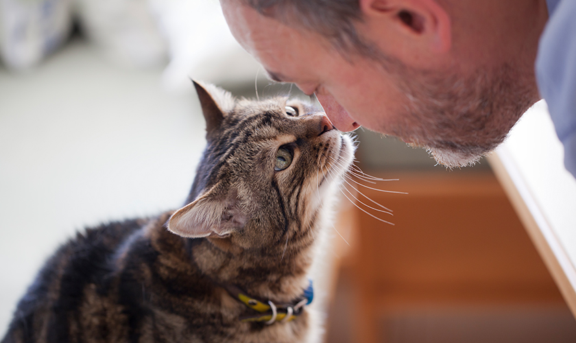 A cat curiously sniffing a person's face