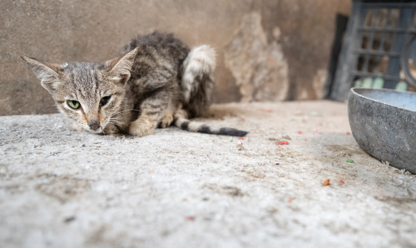 A thin tabby cat lies on a concrete surface beside an empty bowl.