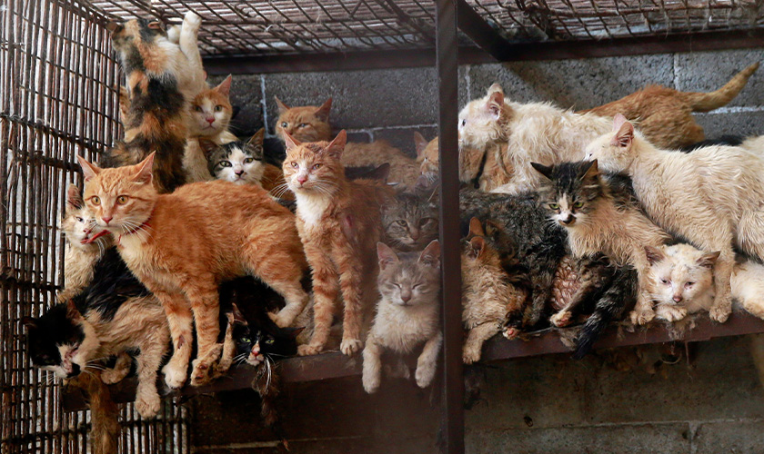 Many cats are packed together inside a wire cage with barely room to move.