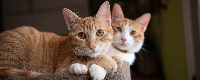 Two orange cats together