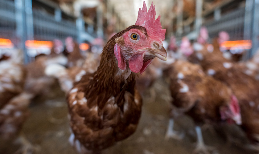 Chicken in a flock.
