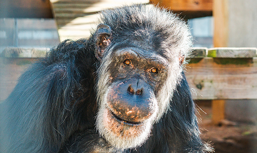 An elderly chimpanzee looks directly at the camera in a sanctuary enclosure. Chimpanzees previously used in experiments at Alamogordo Primate Facility (APF) in New Mexico were moved to Chimp Haven sanctuary in Louisiana in February 2025.