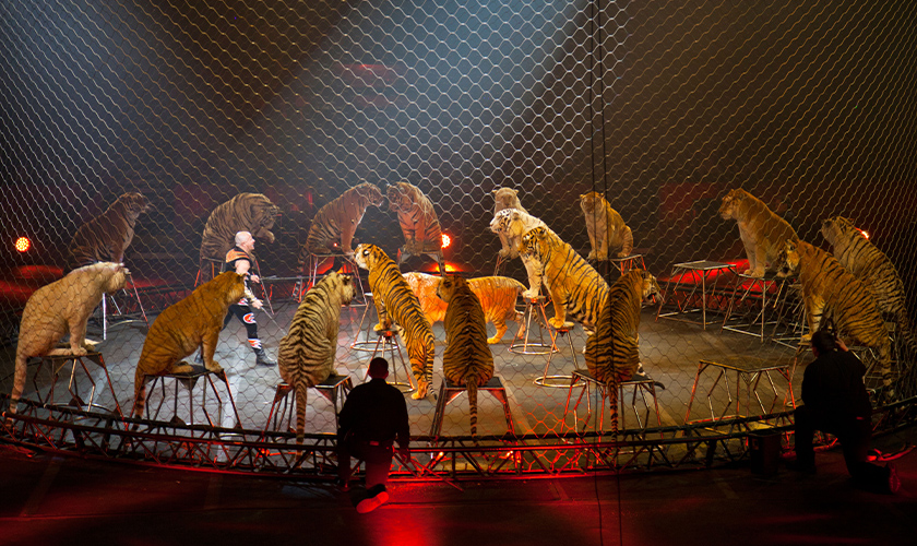 Tigers being forced to perform in a circus