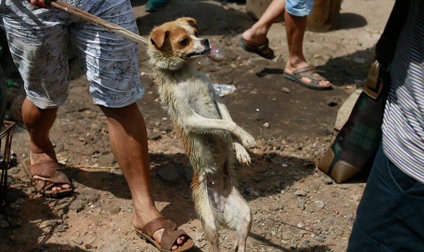 Yulin Dog Meat Festival 2015