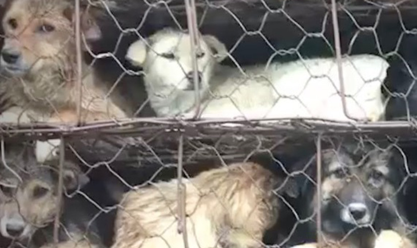 Guangzhou dog meat truck rescue