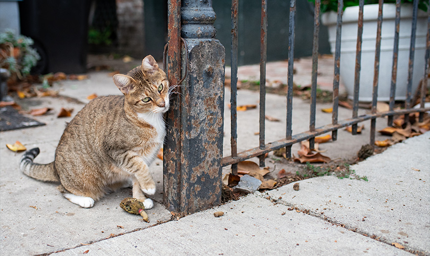 A tabby cat sits beside a rusted iron fence on a city sidewalk.