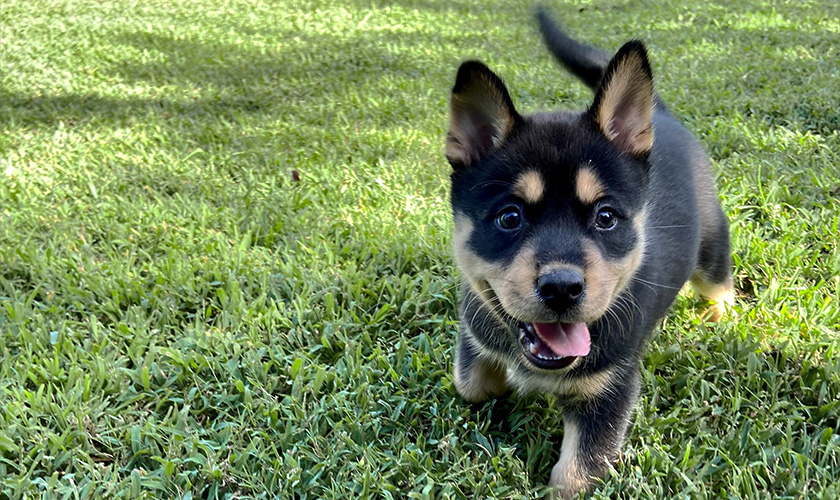 A black and tan puppy runs through green grass with its tongue out.