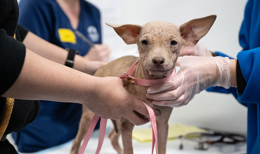 A small dog named Misty with visible skin condition is examined by Humane World for Animals and Operation Kindness staff at a veterinary intake.