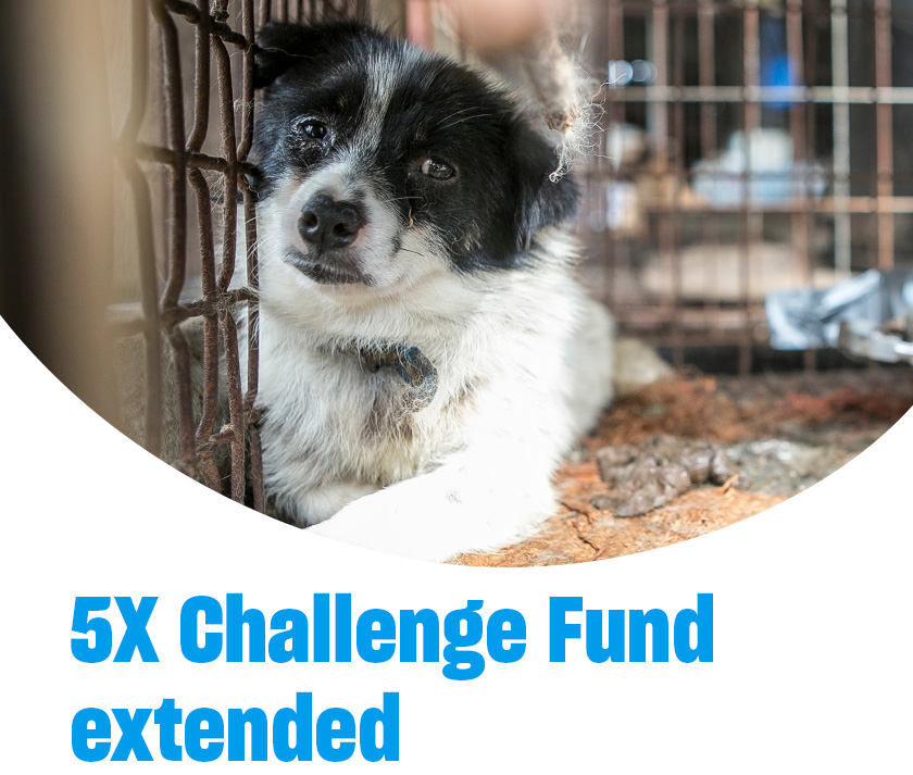 Black-and-white dog resting inside a wire kennel, looking outward, with the text “5X Challenge Fund extended.”