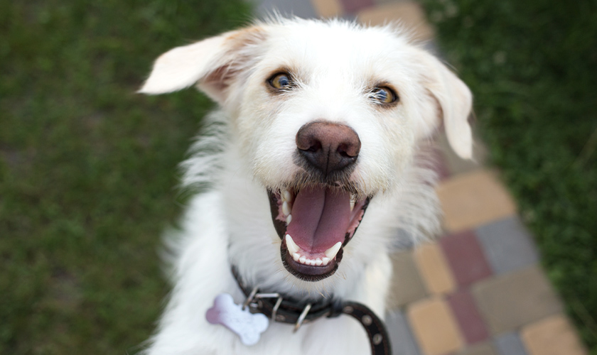 Happy Dog