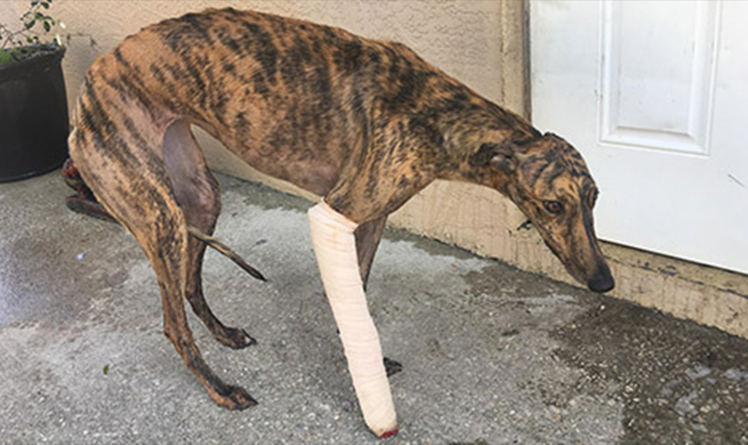 Greyhound with an injured leg