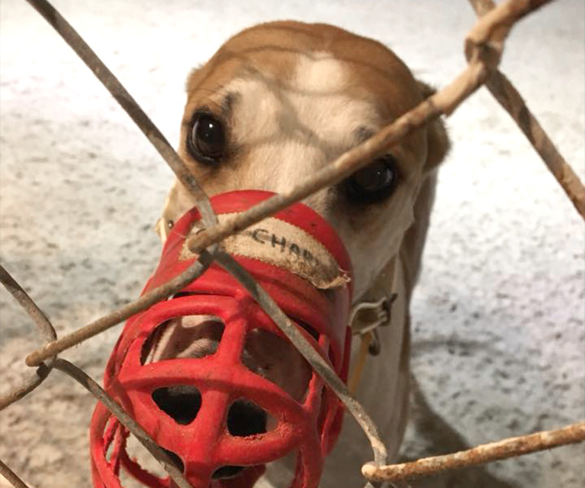 Greyhound wearing a muzzle in a cage