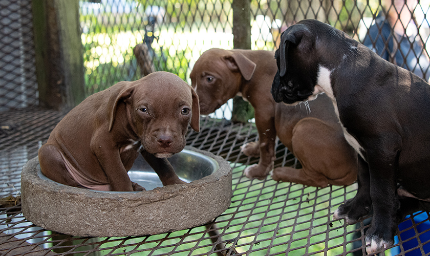 A group of scared looking puppies in an outdoor cage