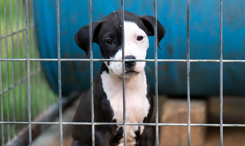 Puppy looking through the bars of a wire cage at a suspected dogfighting property.