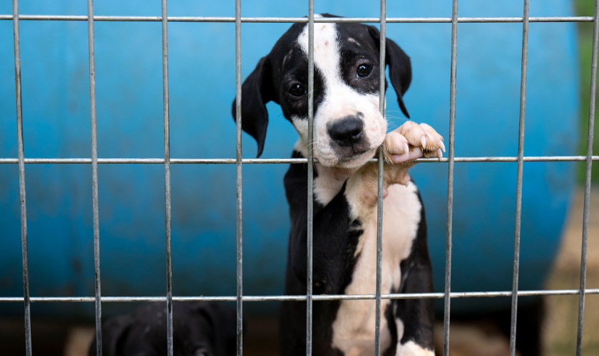 Puppy with paw on the bars of a wire cage at a suspected dogfighting property.
