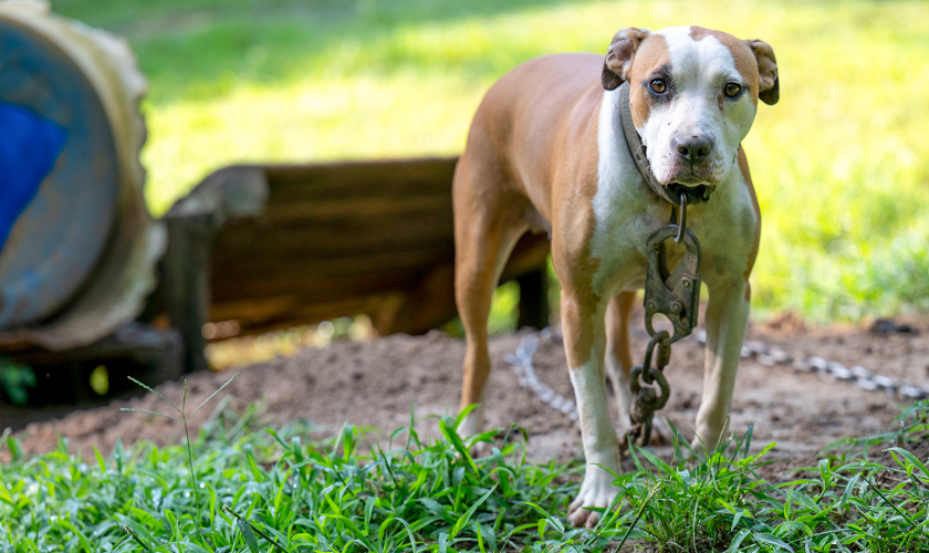 Dog on a heavy chain standing in a yard at a suspected dogfighting property, looking toward the camera.