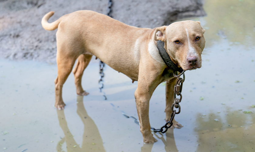 Dog on a heavy chain standing in muddy water at a suspected dogfighting property, looking toward the camera.
