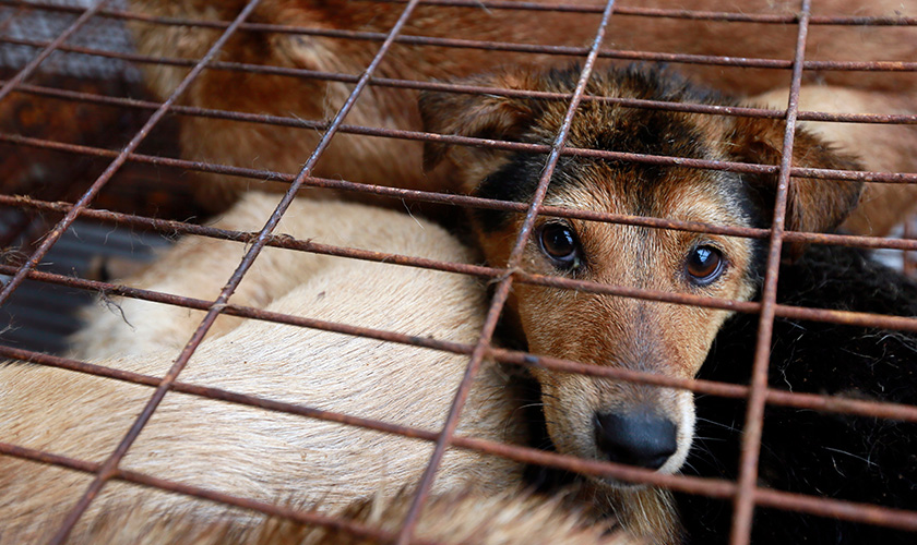 A dog peers through a rusted wire cage crowded with other dogs.