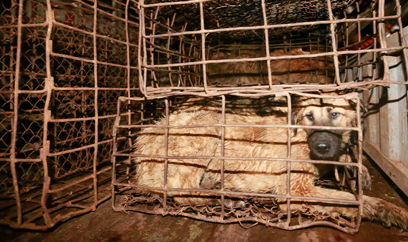 A dog lies inside a small rusted wire cage, surrounded by other stacked cages.