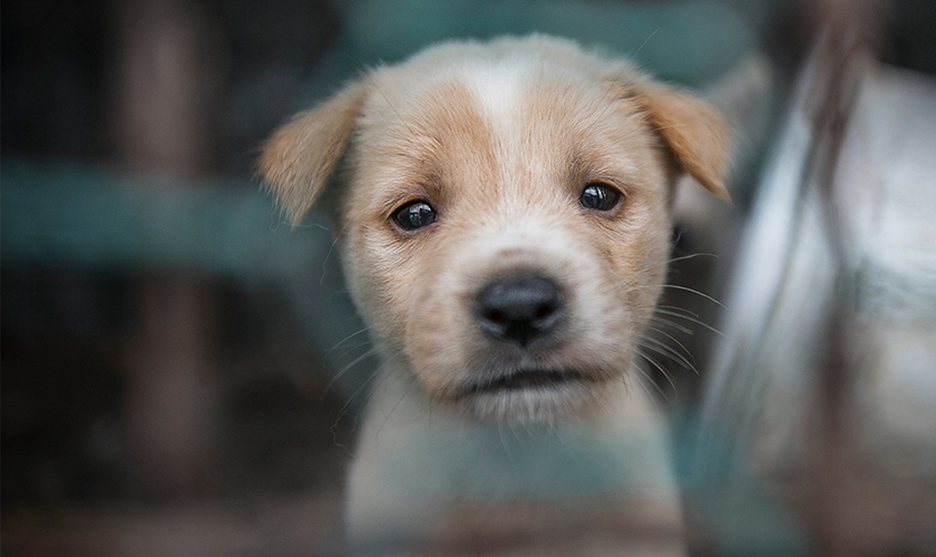 A sad puppy looking through a fence