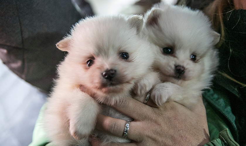 two puppies rescued from dog meat
