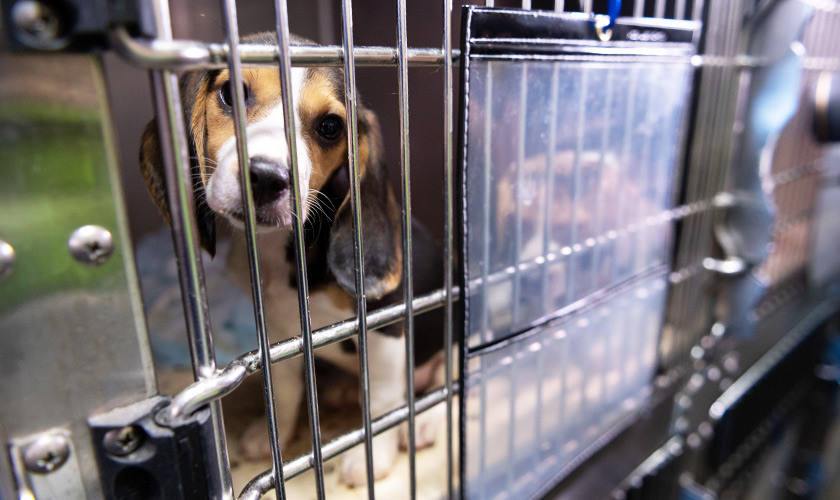 A beagle puppy sitting in a cage