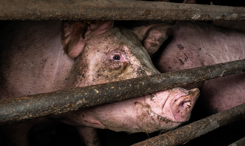 A dirty pig in a small cage