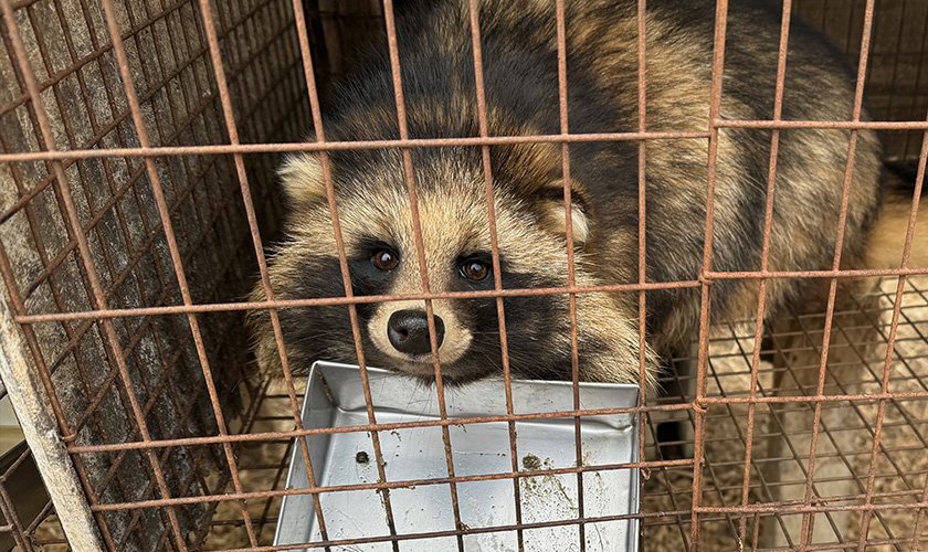 A raccoon dog peers through the bars of a rusted wire cage on a fur farm in Pulandian, China, 2023.