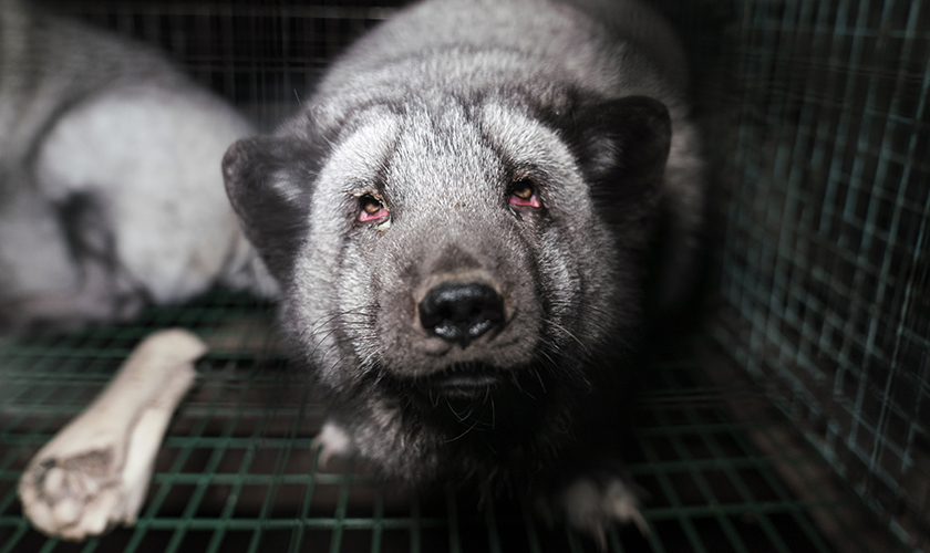 A scared fox in a fur farm cage