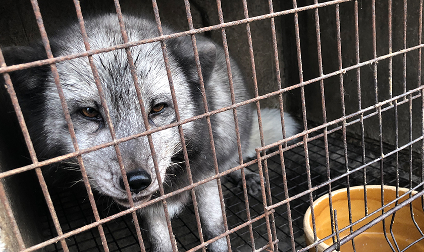A sad fox in a cage on a fur farm
