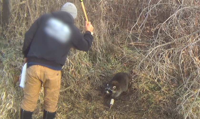 A trapper raising a bat to hit a scared raccoon caught in a trap