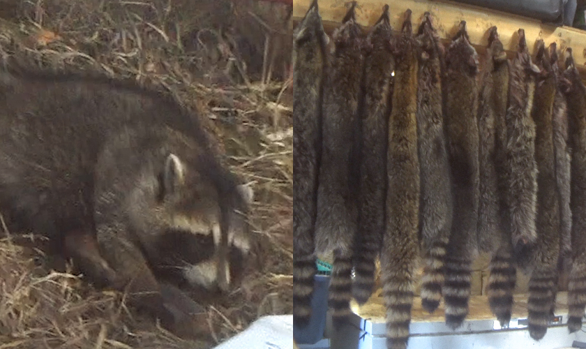 A side by side of a sad raccoon stuck in a trap and a wall with raccoon pelts hanging