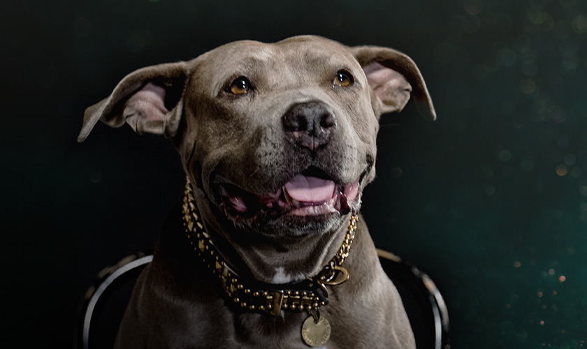 A dog with a gold collar