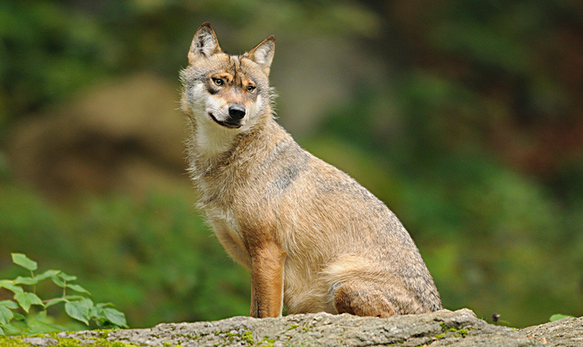 Gray wolf sitting on a stone