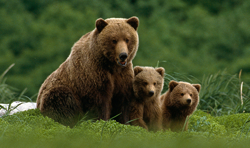 A grizzly bear and their two cubs