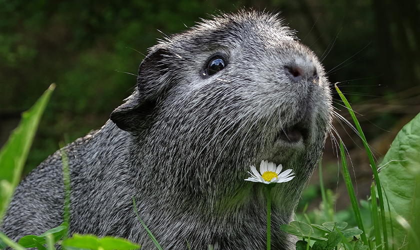 A guinea pig in the grass