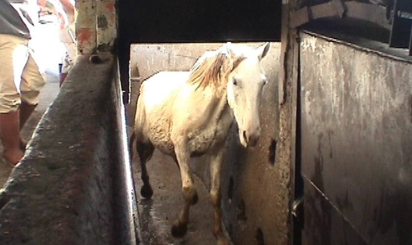 A horse headed to slaughter