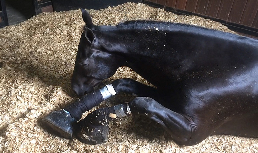 An injured horse