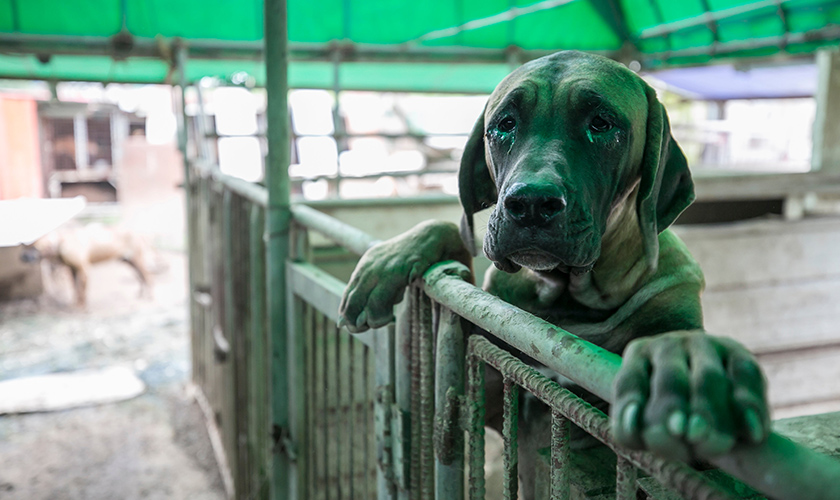 Dog with paws resting on a cage door at a dog meat farm, looking toward the camera.