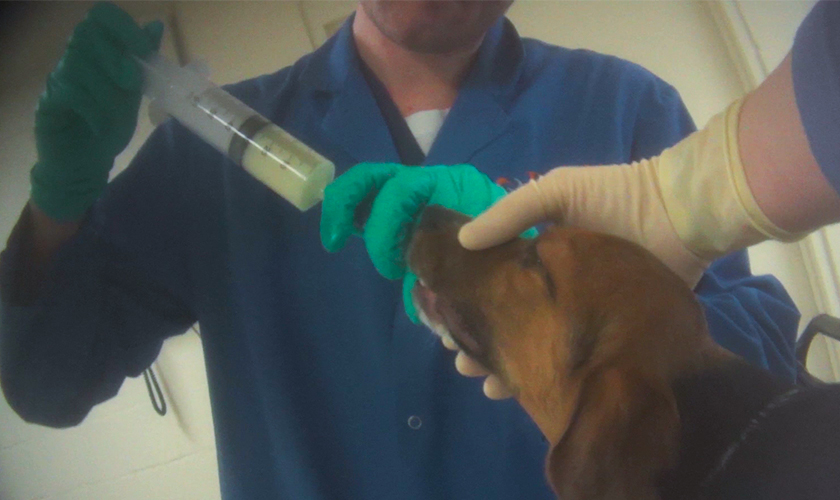 Dog in a lab