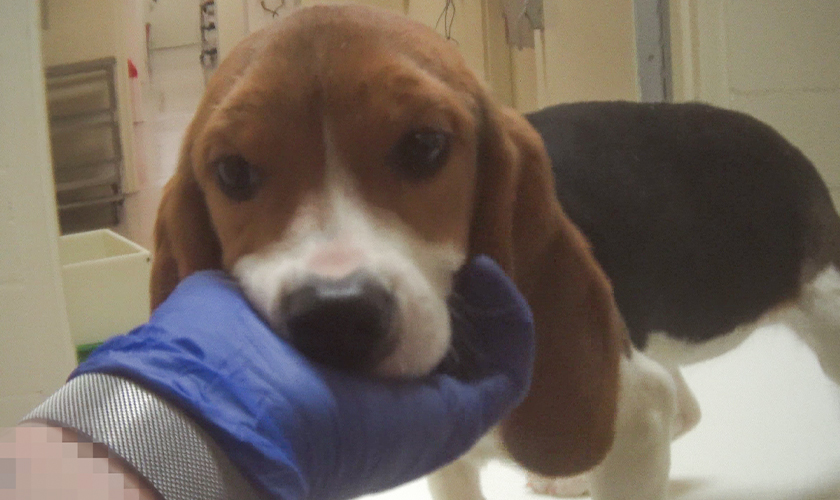 Sad puppy in a lab