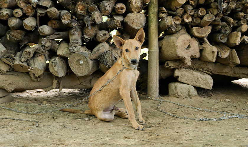 A chained dog sits in the dirt in front of a large stack of logs.