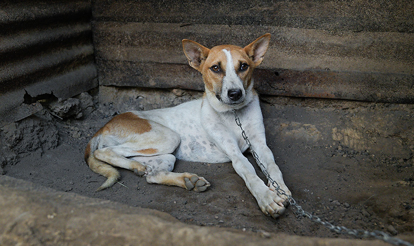 A chained dog lies in the dirt against a corrugated metal wall.
